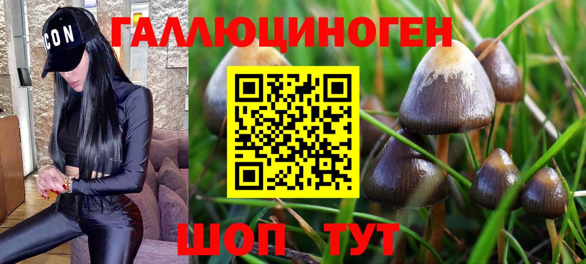 Псилоцибиновые грибы мицелий Бор